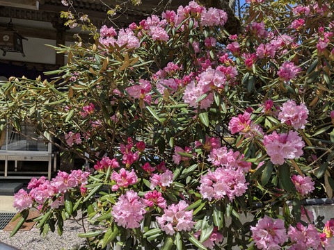 PXL_20250430_015104293