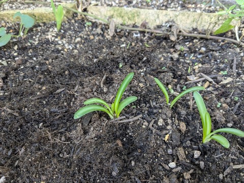 PXL_20241020_062026944