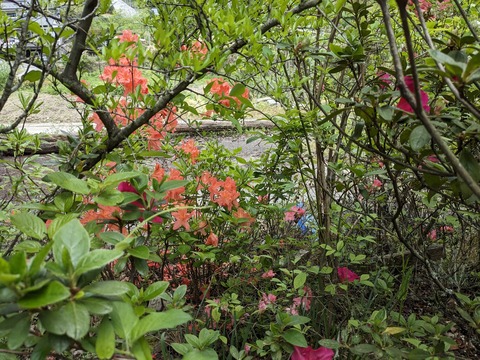 PXL_20240426_024344895