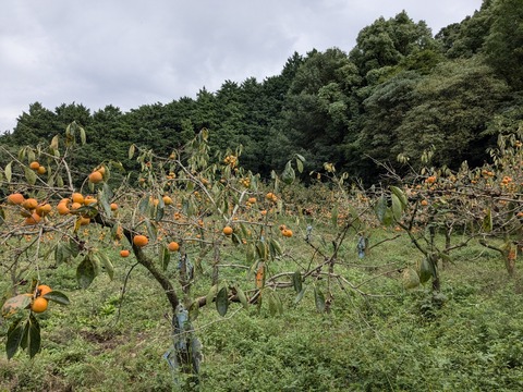 PXL_20241026_061833131