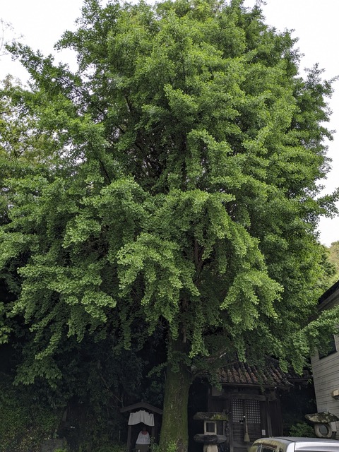 PXL_20240423_044758238