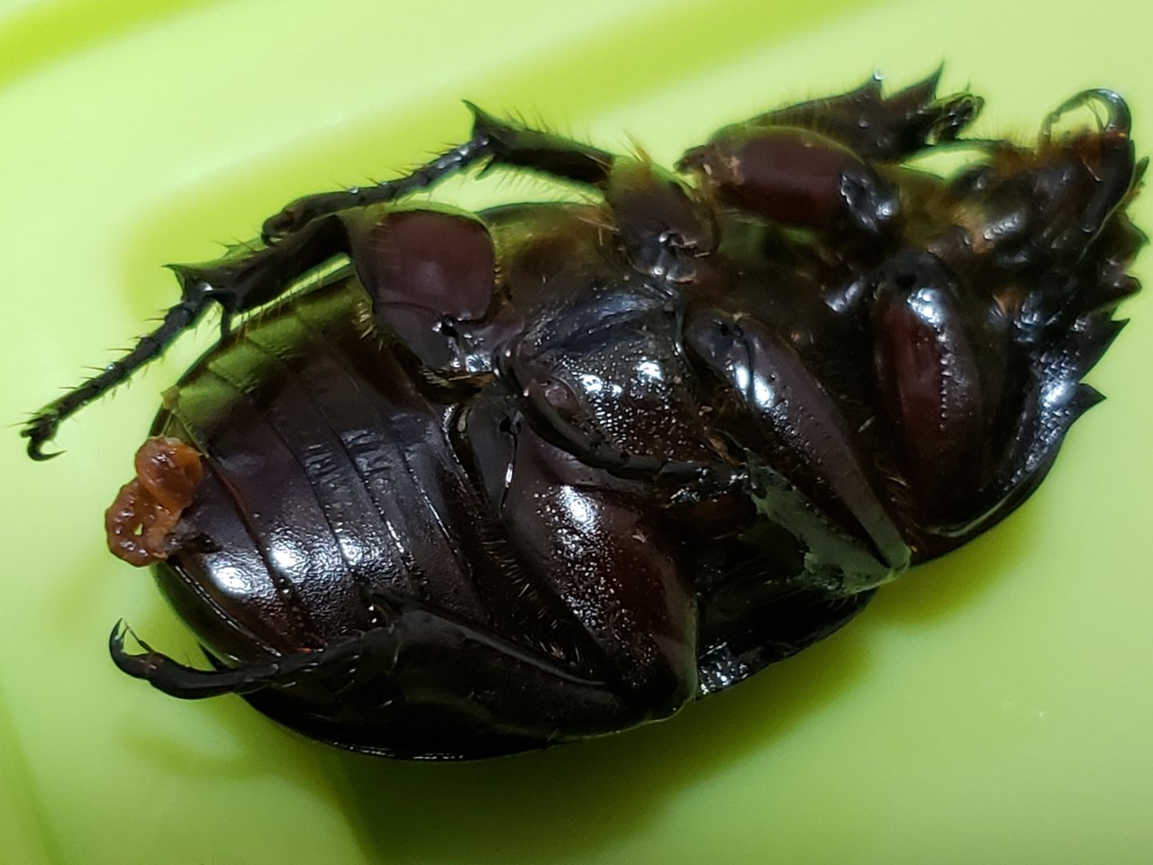 ヨツボシヒナカブト 11 息子のためとは言いながらも