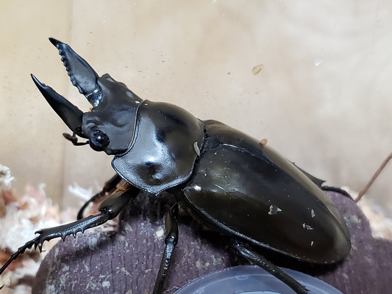 ババオウゴンオニクワガタ♂♀♀トリオ