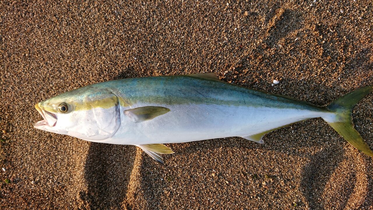 12月14日 ブリ 西の遠州灘で釣りするブログ 12月14日 ブリ 西の遠州灘で釣りするブログ
