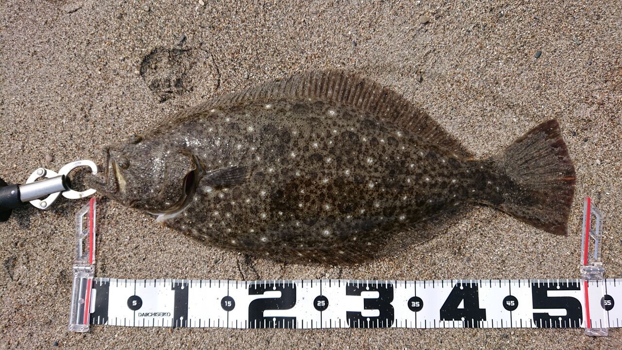 5月2日 ヒラメ 西の遠州灘で釣りするブログ