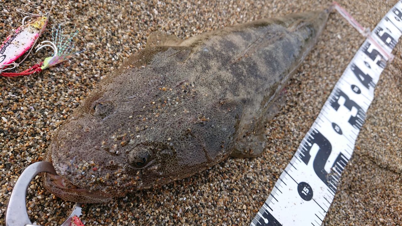 6月4日 良型マゴチ 西の遠州灘で釣りするブログ