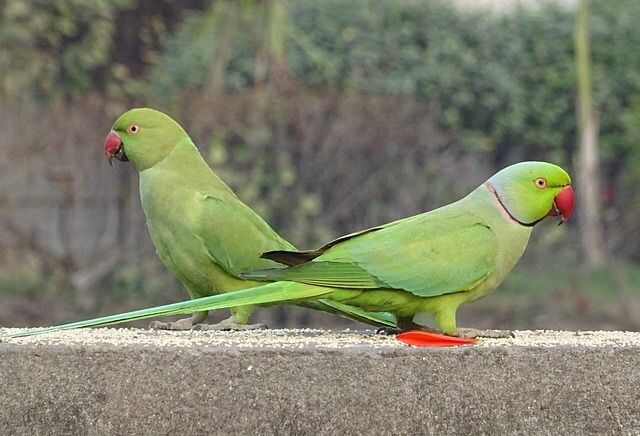 ロンドンで出会える野生の鳥たち イギリスそこそこ好き人間の移住計画