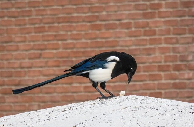 ロンドンで出会える野生の鳥たち イギリスそこそこ好き人間の移住計画