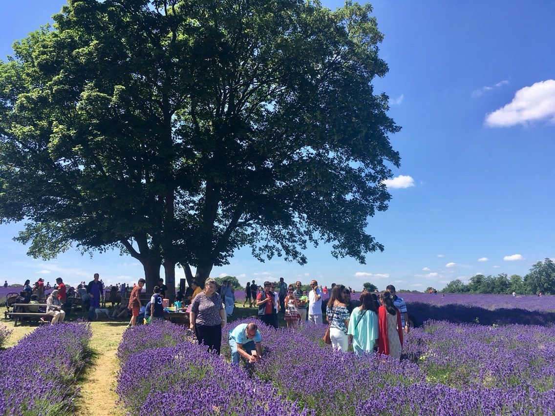メイフィールドラベンダーファームに行きました イギリスそこそこ好き人間の移住計画