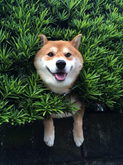 生け垣から柴犬が生えてたｗｗｗｗｗｗｗｗ