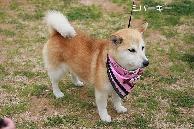 サイボーグごはん：「ポメラニアンとシベリアンハスキー」のミックスが可愛すぎる サイズこのままかよwwww