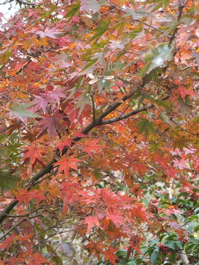 夢うらら で秋ウララ エヒメン 愛媛県男子の諸々 夢うらら で秋ウララ エヒメン 愛媛県男子の諸々