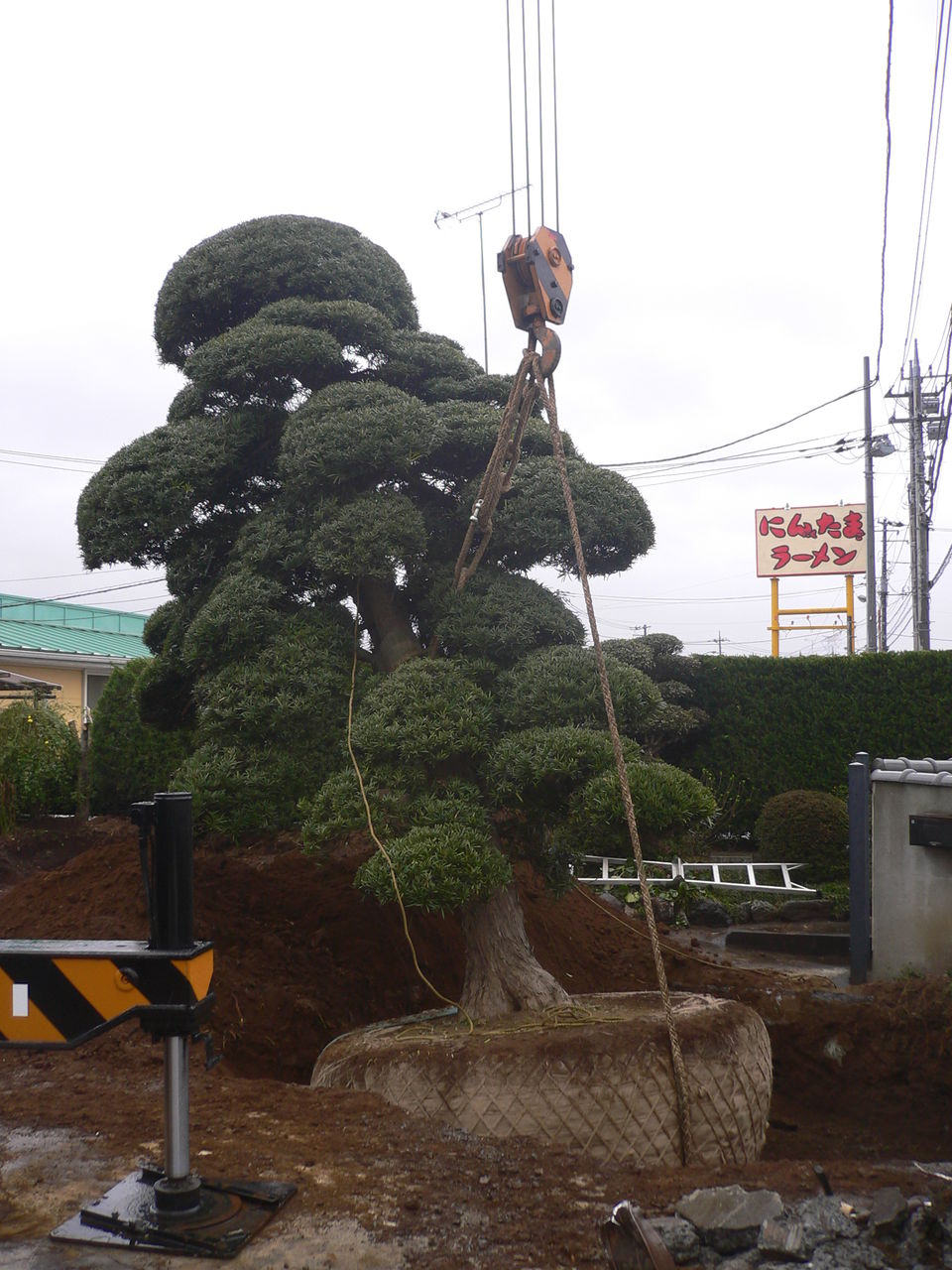 つくば市で７ｍのマキの木の移植part3 かすみがうら市 土浦市 つくば市 石岡市 水戸市の植木屋 仁庭園の現場日誌