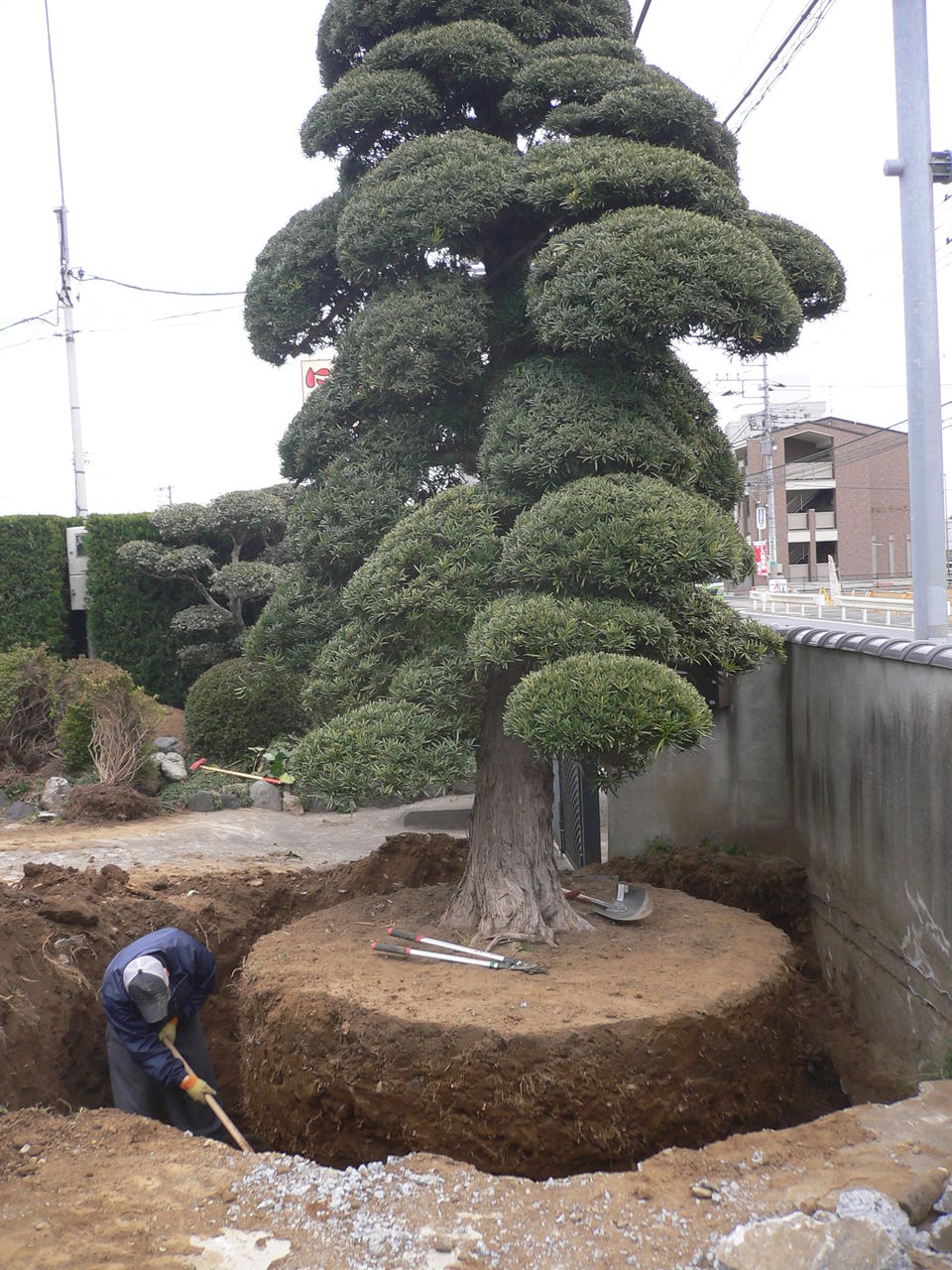 マキ　槇　ガーデニング　樹木　植木　3m　三重 マキ 槇 ガーデニング 樹木 植木 3m 三重