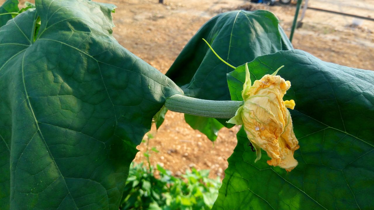 万能ヘチマ みたらいやの自然栽培と平屋暮らしの日々