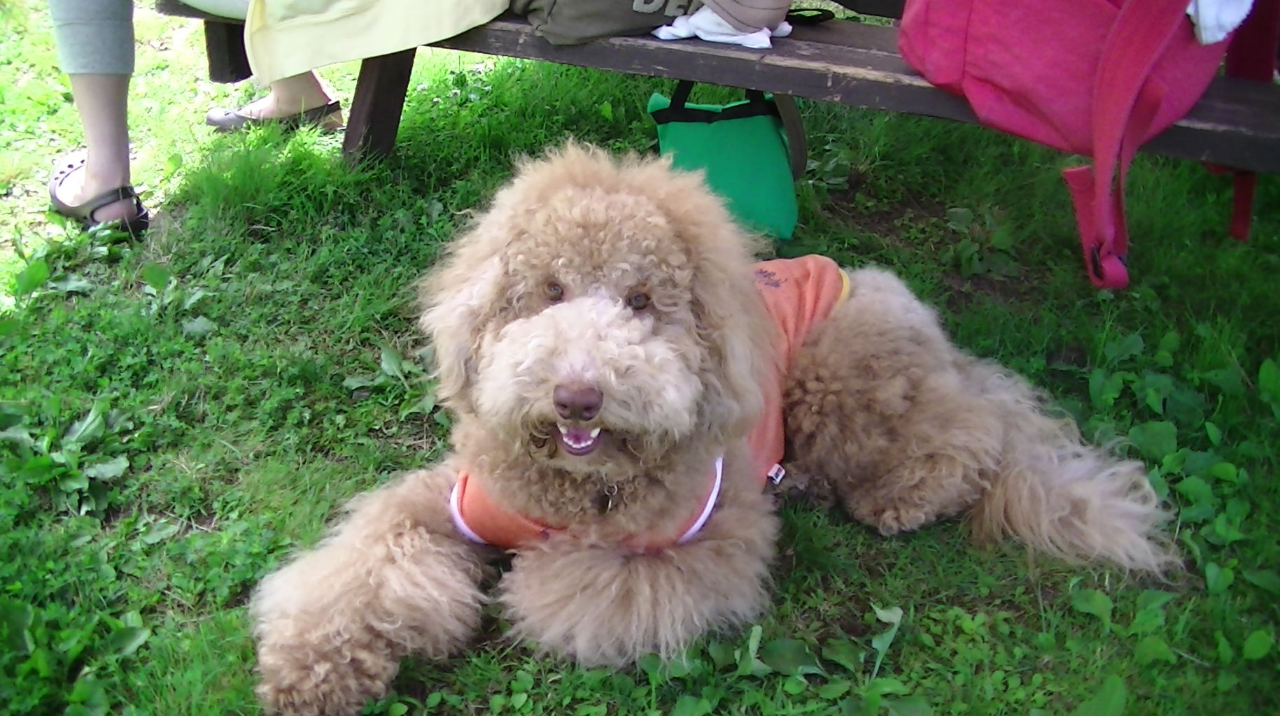 ラブラドゥードル In スカイパーク ジラモコ日記