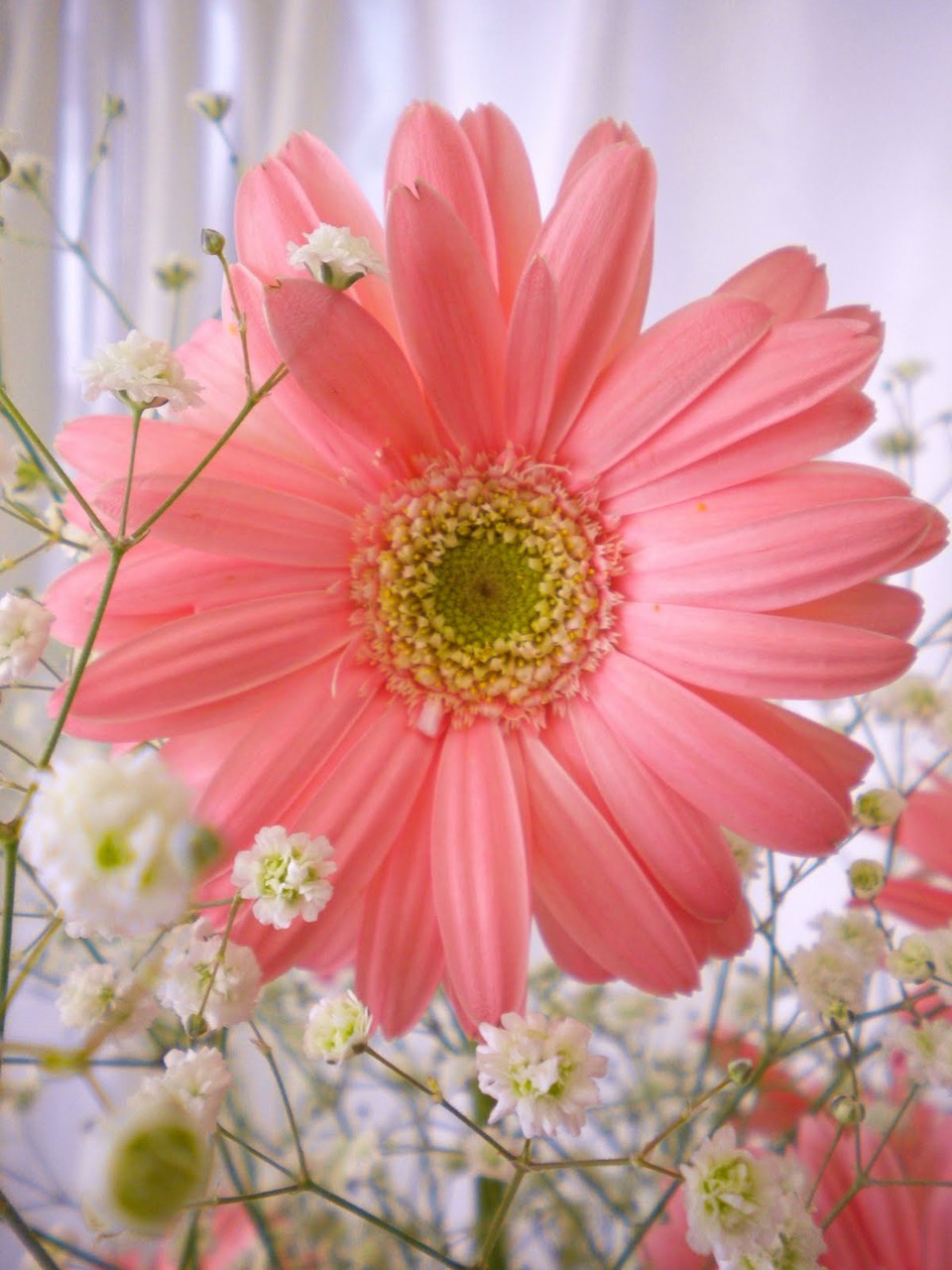 サイサリス 花 言葉 花の画像無料