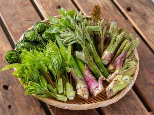 【悲報】密漁者さん「山菜は採ってもセーフなのに何で海産物はアカンのや？」ｗｗｗｗｗｗｗｗｗｗ