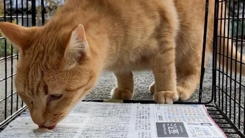 【朗報】脱走したクソ猫、家の近くにいたｗｗｗｗｗｗｗｗｗｗ