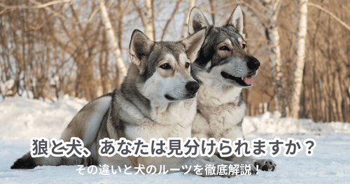 【悲報】イヌ科の動物はなぜ犬だけが人間に懐くのか