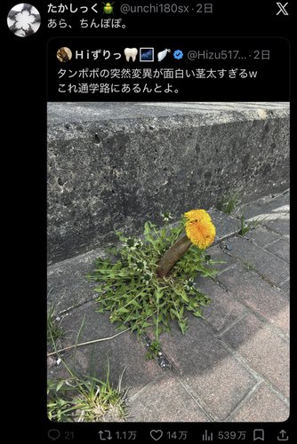 【画像】突然変異したタンポポさん、あまりにも太すぎるｗｗｗｗｗｗｗｗｗｗ