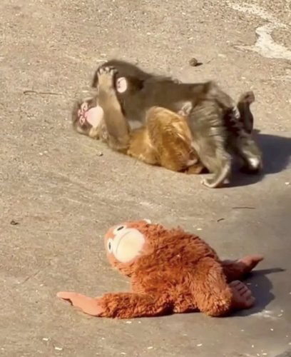 【悲報】パンチくん、ぬいぐるみを捨ててメスザルに腰をﾍｺﾍｺしてしまうｗｗｗｗｗｗｗｗｗｗ