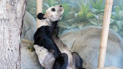 【朗報】習近平さん、友好の証としてアメリカにパンダを送ってしまうｗｗｗｗｗｗｗｗｗｗ