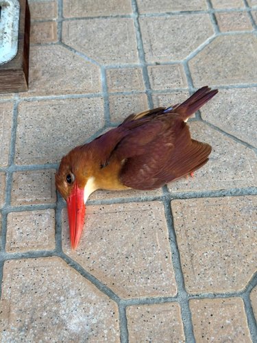 【衝撃】謎の鳥の死体、ガチで話題になるｗｗｗｗｗｗｗｗｗｗ