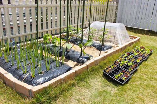 【朗報】おじさんになると家庭菜園にハマるという風潮、ガチだったｗｗｗｗｗｗｗｗｗｗ