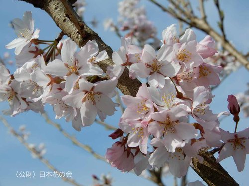 【衝撃】花見中に女性の腕に噛みついて逮捕された爺さん（89）、連行中に死亡してしまう・・・・・・・・・