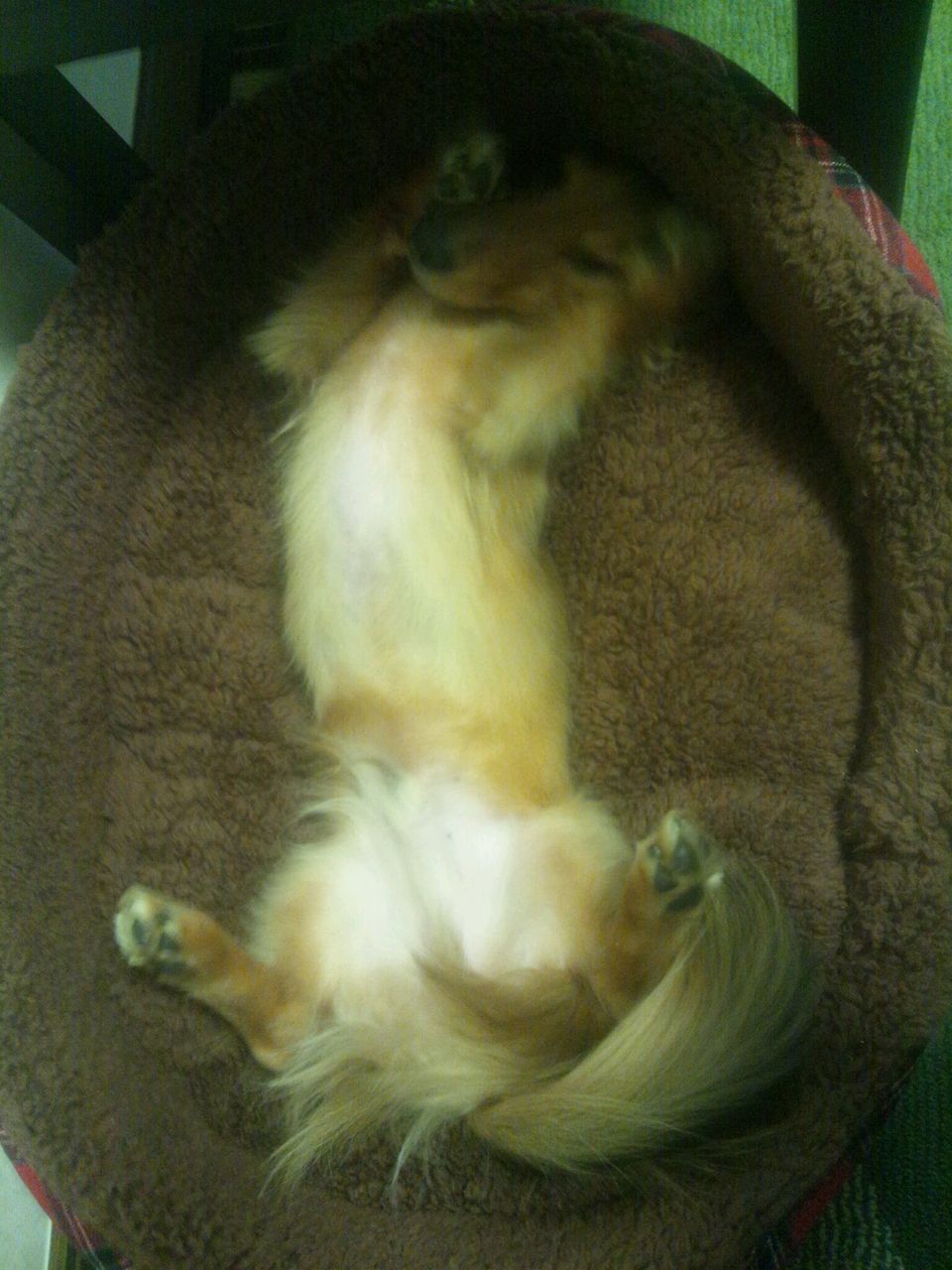 ¥Ù¥Ã¥É¤Ë¤Æ