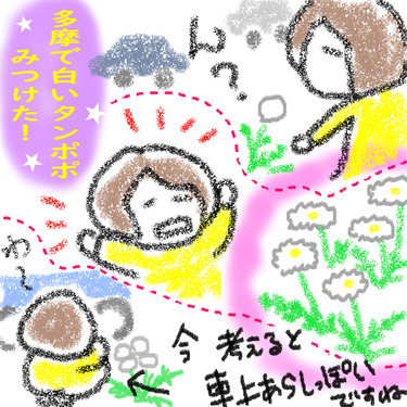 たんぽぽ