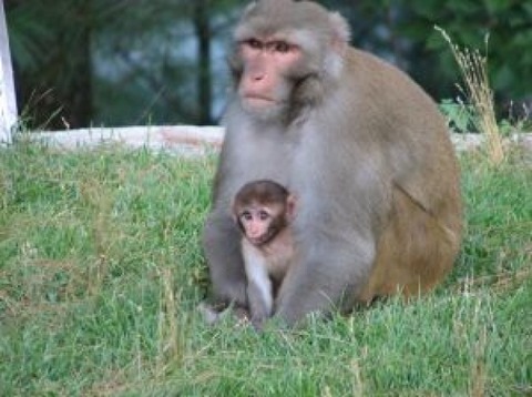 monkeys-in-nature_2855240