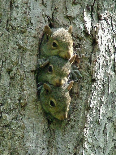 リンカーン 秘密の書 の監督が製作する人喰いリス ホラー Squirrels のセールス トレーラー Zombie手帖ブログ