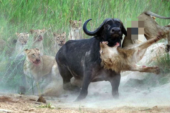 Love*Zoo*Cute 【衝撃的瞬間】 バッファローとライオンの戦い!