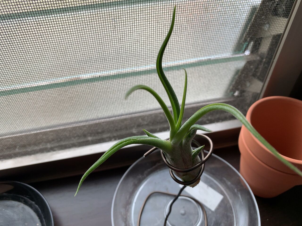 チランジアの根っこ Plants チランジアの根っこ Plants