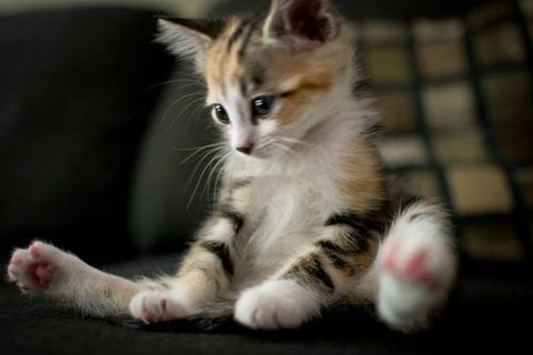 可愛い猫画像ブログ(1068)
