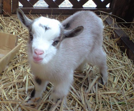 仔山羊誕生 その３ その名はシュン やってみログ