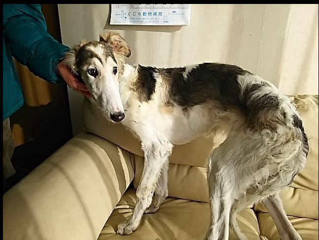 動物の最新情報発信ブログ Facebook転用 野犬の子 雪美と小雪 コーギーの幸太 ゴールデンの拓斗 ボルゾイ のニーナ ヨーキーのチャーリー 6頭の仔犬たちが幸せ探しています 動物の最新情報発信ブログ Facebook転用 野犬の子 雪美と小雪 コーギーの幸太 ゴールデンの拓斗 ボルゾイ のニーナ ヨーキーのチャーリー 6頭の仔犬たちが幸せ探しています