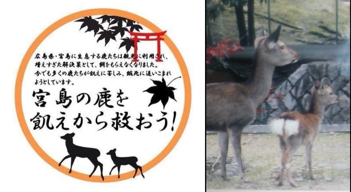 動物の最新情報発信ブログ 広島県 安芸の宮島 厳島 広島県民の方々 宮島は広島県の宝 給餌活動のボランティア支援協力お願い致します 宮島の鹿 環境改善署名も募ってます 動物の最新情報発信ブログ 広島県 安芸の宮島 厳島 広島県民の方々 宮島は広島県の宝 給餌活動のボランティア支援協力お願い致します 宮島の鹿 環境改善署名も募ってます