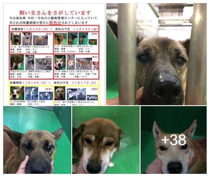 動物の最新情報発信ブログ Facebook転用 高知県 小動物管理センター収容犬情報です 飼い主さんをさがしています 殺処分日 １１ １３ 金