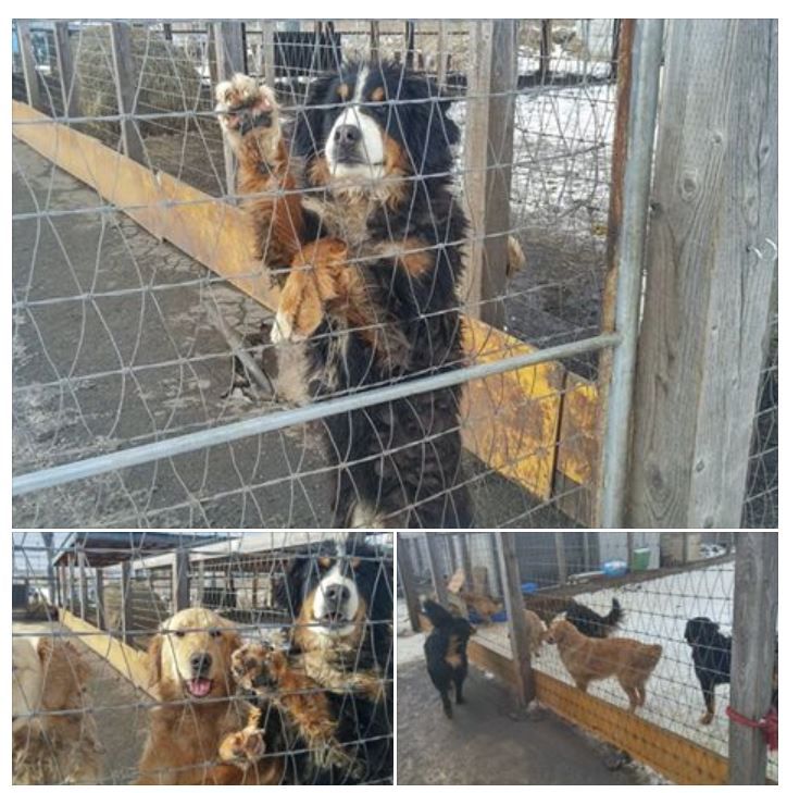動物の最新情報発信ブログ Facebook転用 北海道 新ひだか町静内でたくさんの大型犬が飼育困難にて無料譲渡と 言っている施設があります どなたか里親 さんになってくれる方はいませんか
