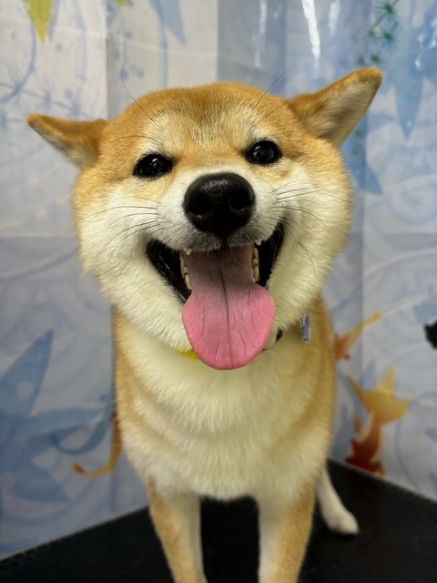 定春