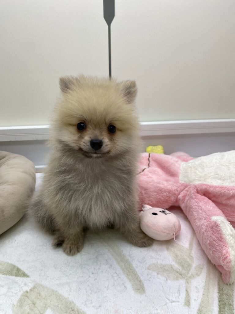 ☆ふわふわポメラニアン君デビュー☆ : ズーズーカンパニー スタッフブログ