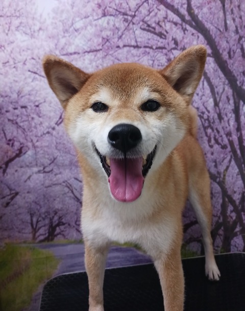 げんき