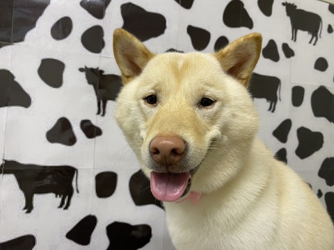 yuki
