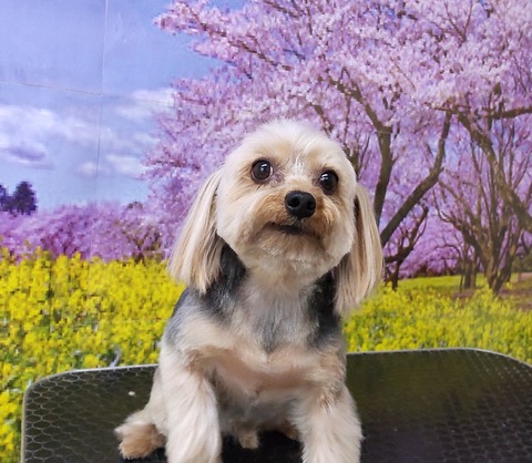 HORIZON_0001_BURST20220325140708120_COVER