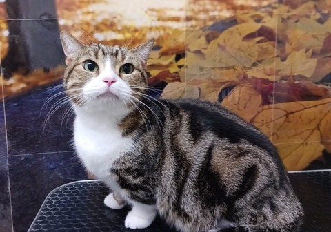 たま