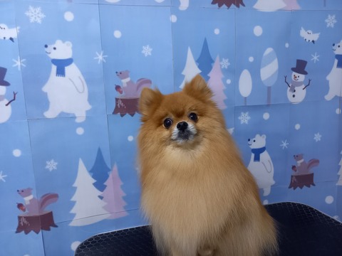 橙