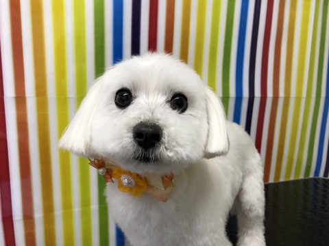 ma